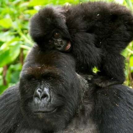 7-days-uganda-primates-and-wildlife-safari-gorillas-in-uganda