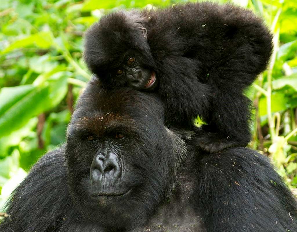 7-days-uganda-primates-and-wildlife-safari-gorillas-in-uganda