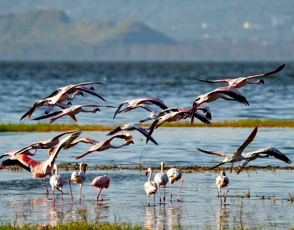 9-days-tanzania-and-kenya-wilderness-safari-bird-watching-on-lake-nakuru-national-park