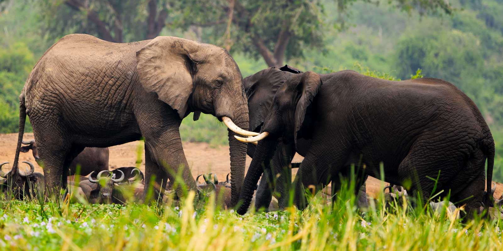 9 Days Uganda Fly-in safari, Wildlife exclusive luxury experience