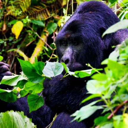 mountain-gorilla-in-bwindi-impenetrable-national-park