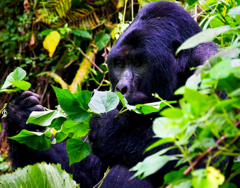 8 Days Uganda Gorillas, Chimps and wildlife safari