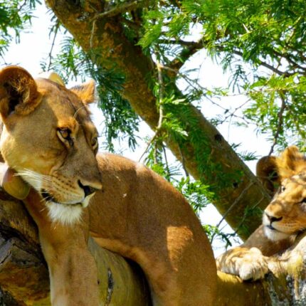 tree-climbing-lions-in-queen-elizabeth-national-park