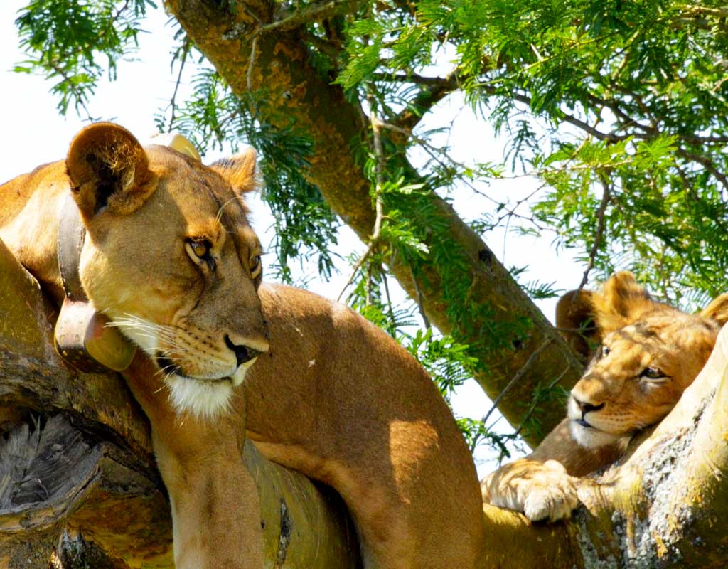 5 Days Uganda Gorillas & Queen Elizabeth safari - Tree climbing lions