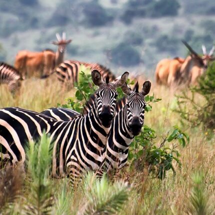 Akagera National Park