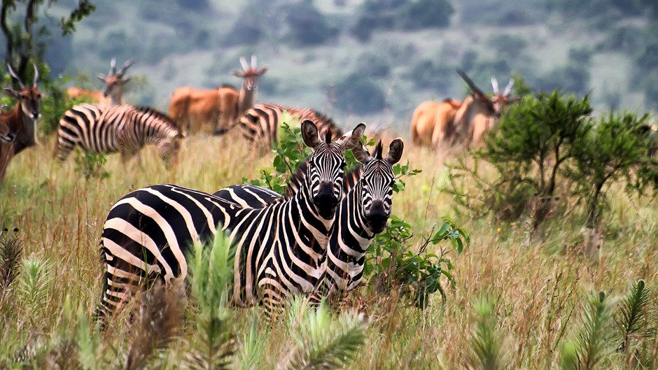 16 Days Tanzania Kenya and Uganda safari