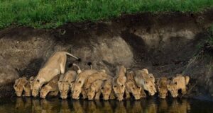 Arusha National Park