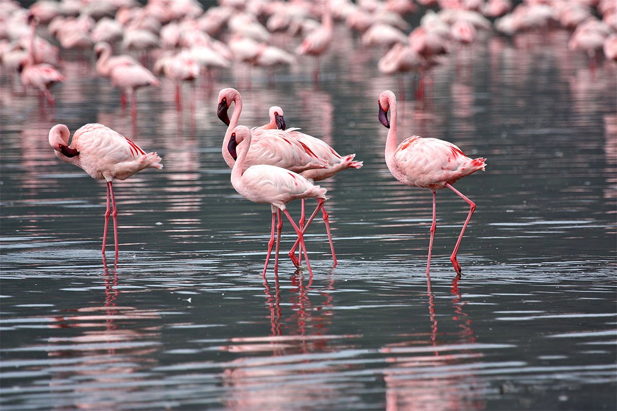 Lake Nakuru National Park