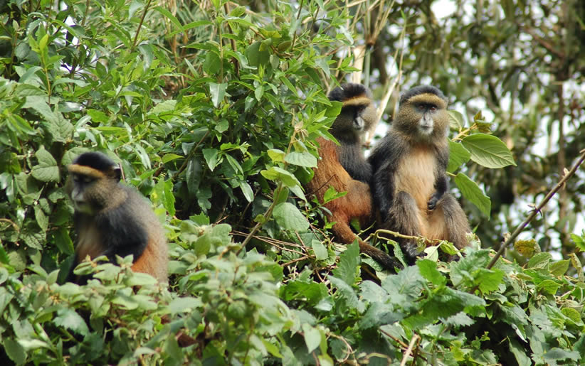 4 DAYS GORILLAS AND GOLDEN MONKEYS ADVENTURE SAFARI