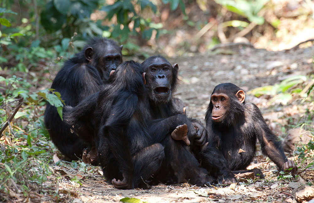3 Days Chimpanzee Tracking Rwanda