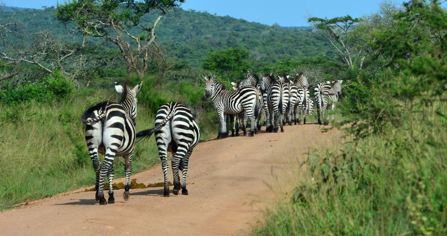 Lake mburo National park