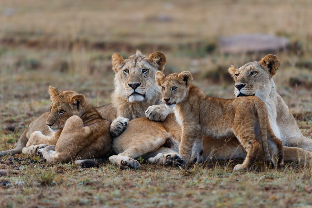 Masaii Mara mother lion with cubs