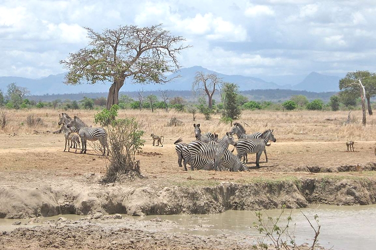 Mikumi National Park