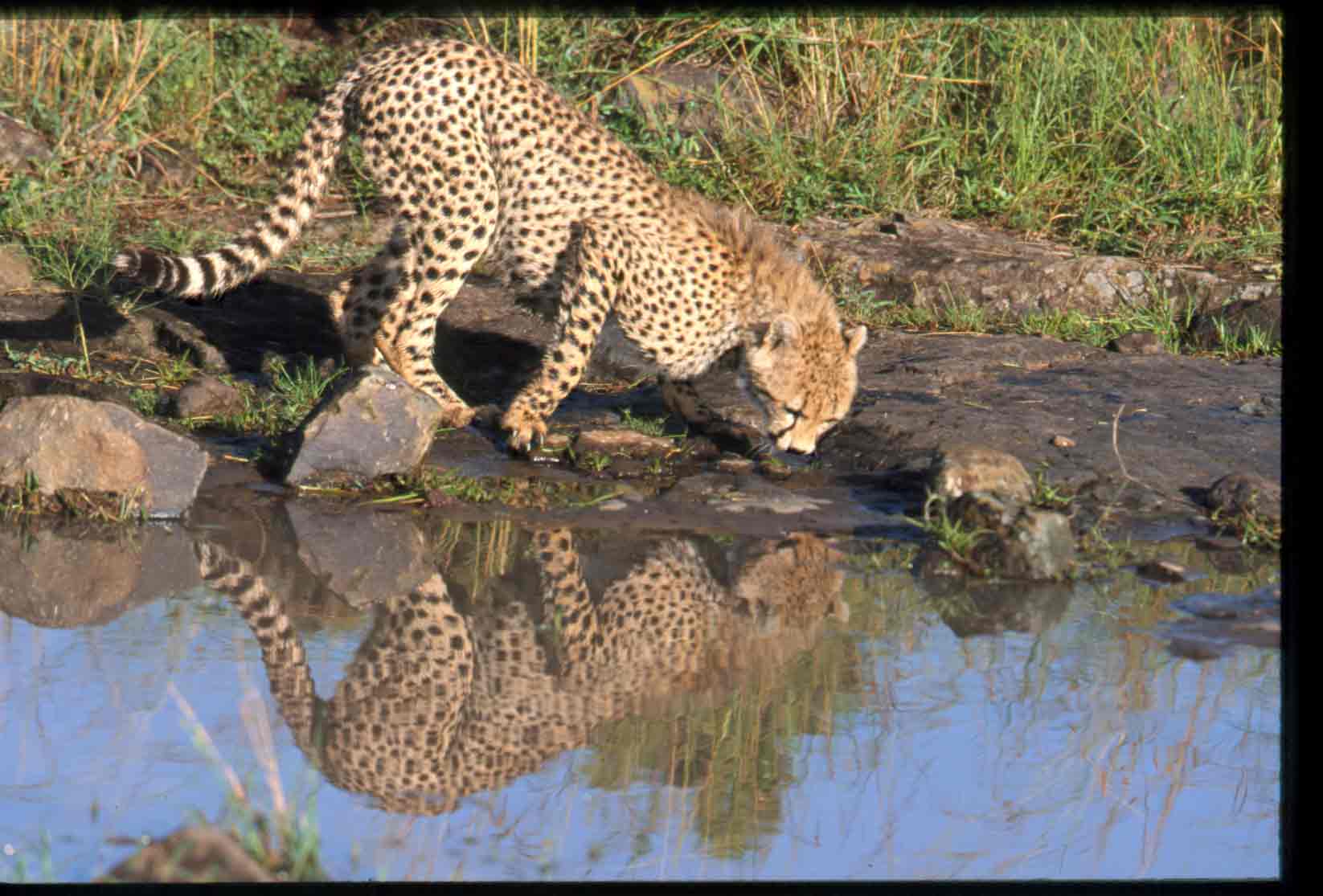 Nairobi National Park