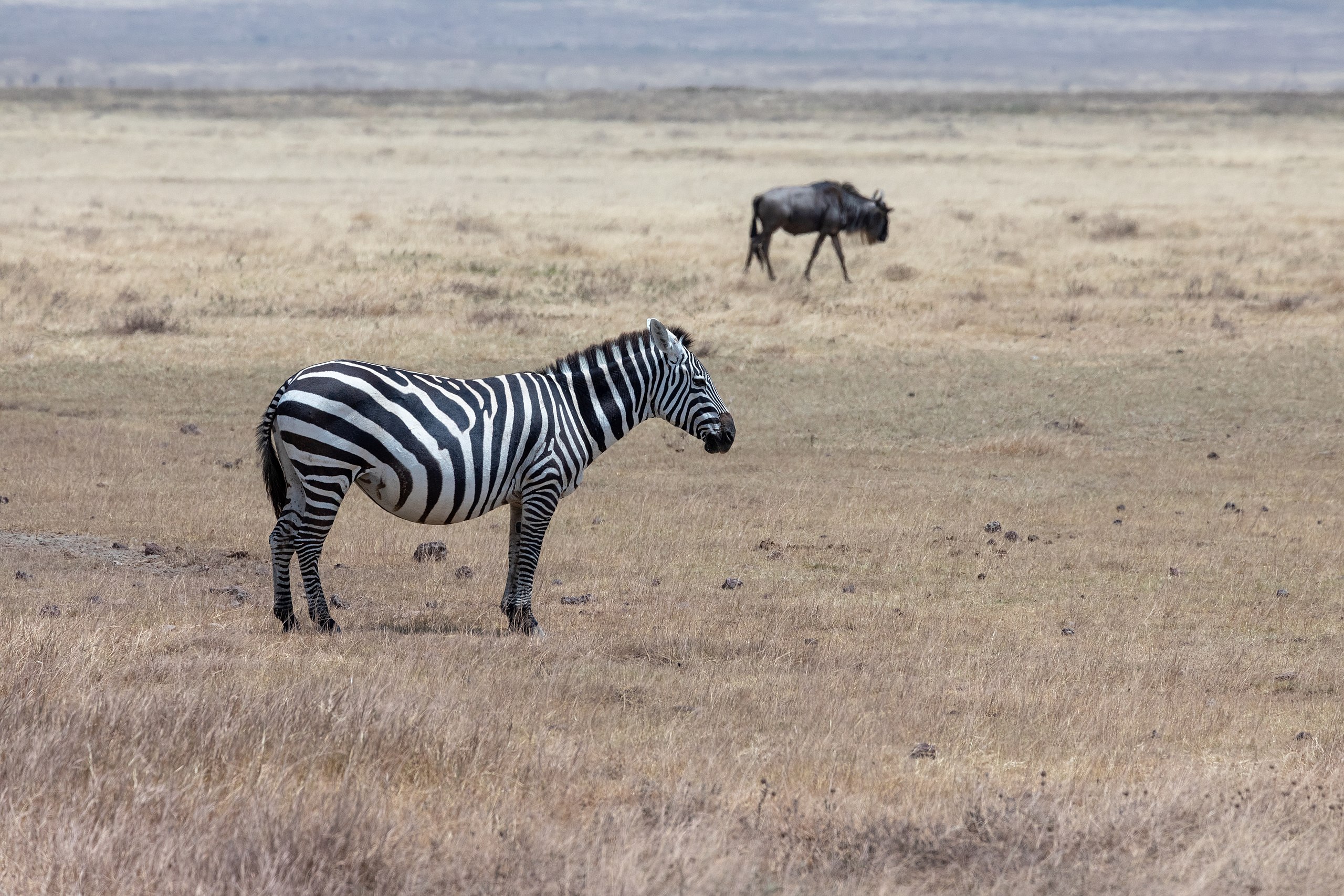 Zebras seen on 8 Days Tanzania Safari