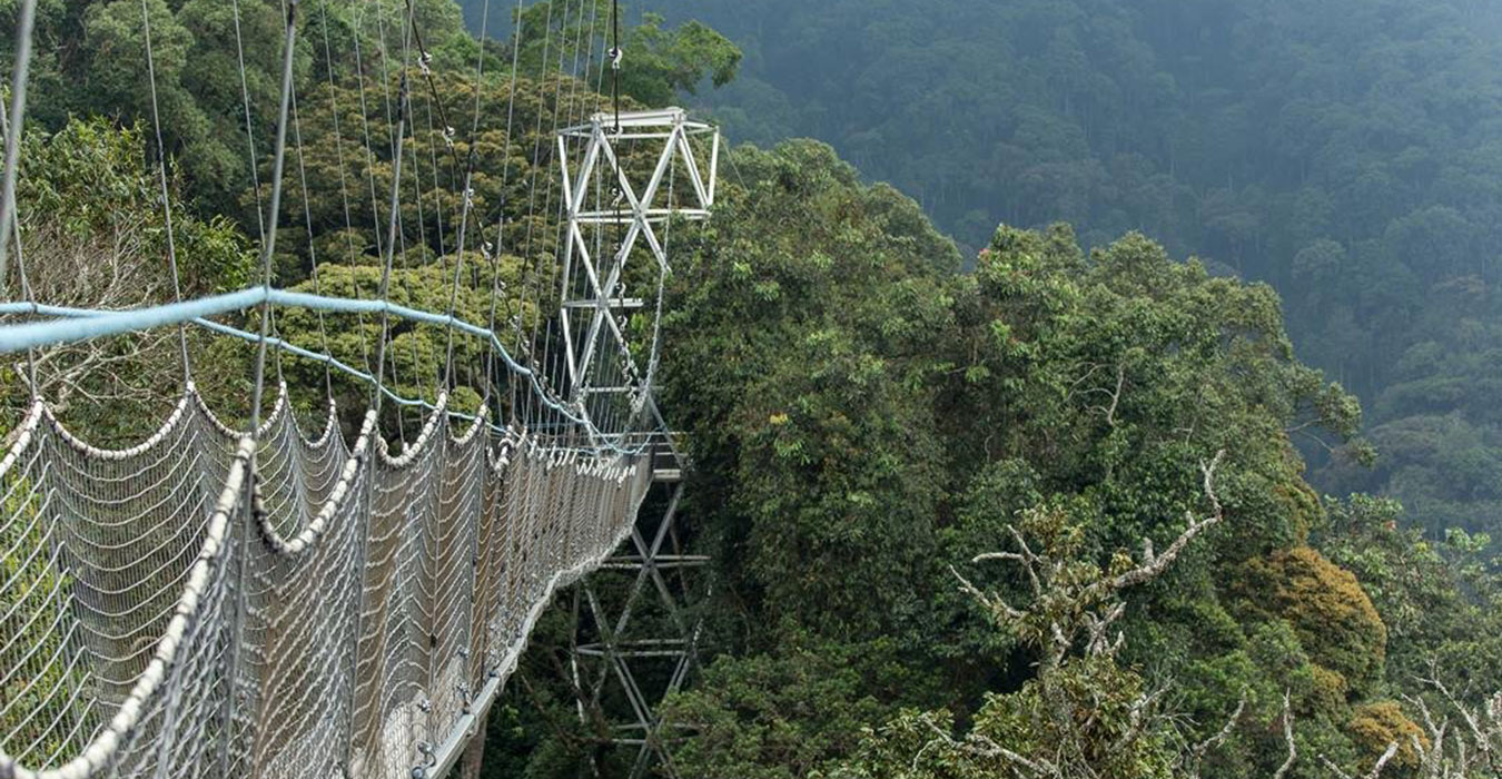 Nyungwe National Park