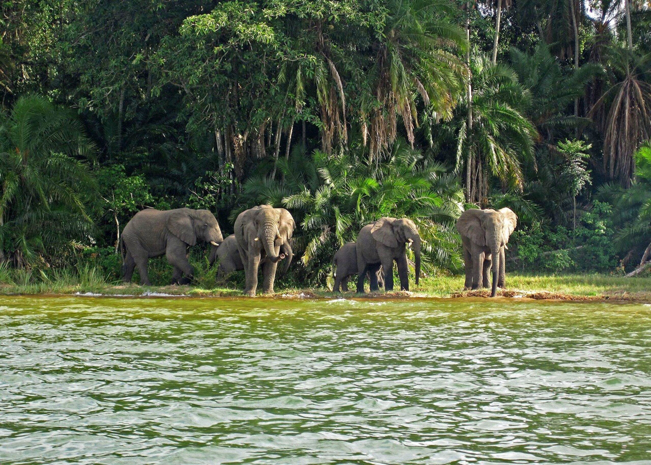 Rubondo Island National Park