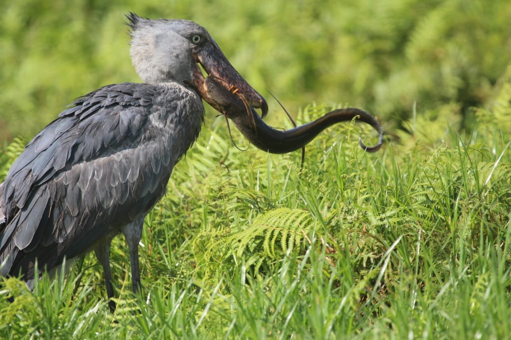 Semuliki national park