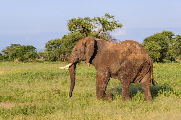 Tarangire National Park