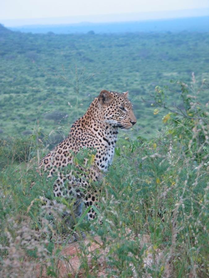 Tsavo East National Park