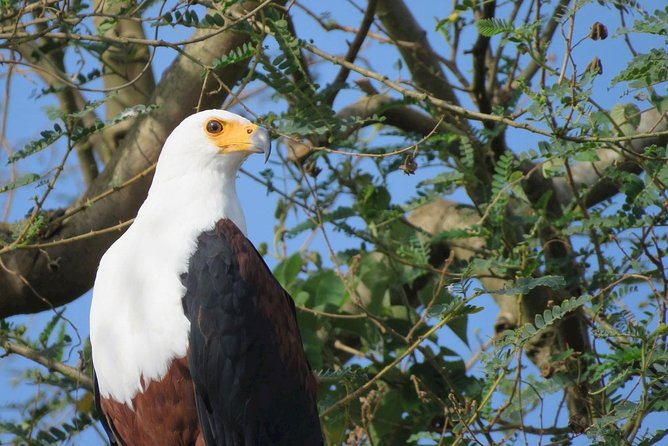 7 days Uganda Bird watching 