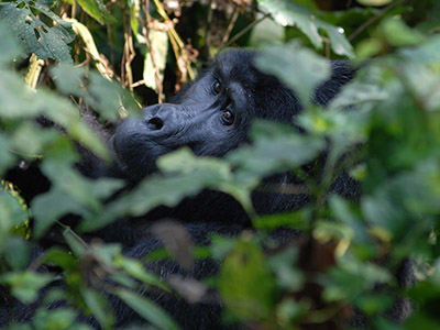 5 day Uganda Gorilla Trekking 