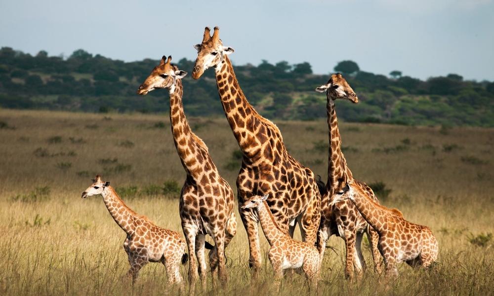 3-Day Akagera National Park fly in Wildlife Safari
