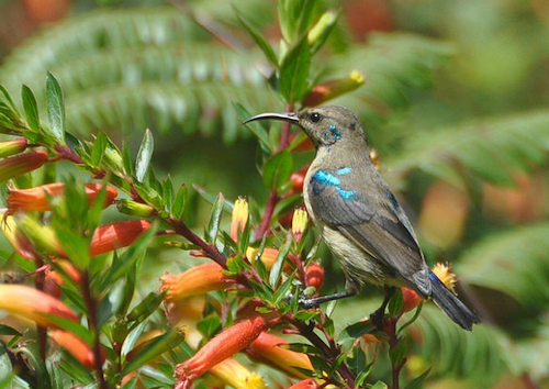 1 day birding in Akagera national park