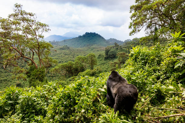7 days Luxury Rwanda primates and Birds