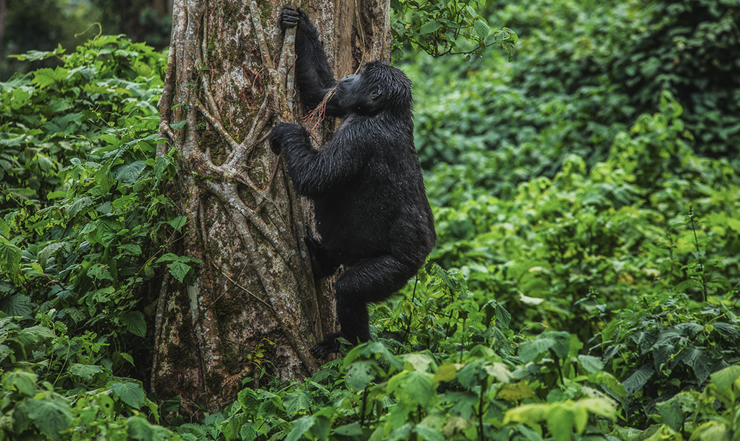9-Day Rwanda Gorillas Adventure