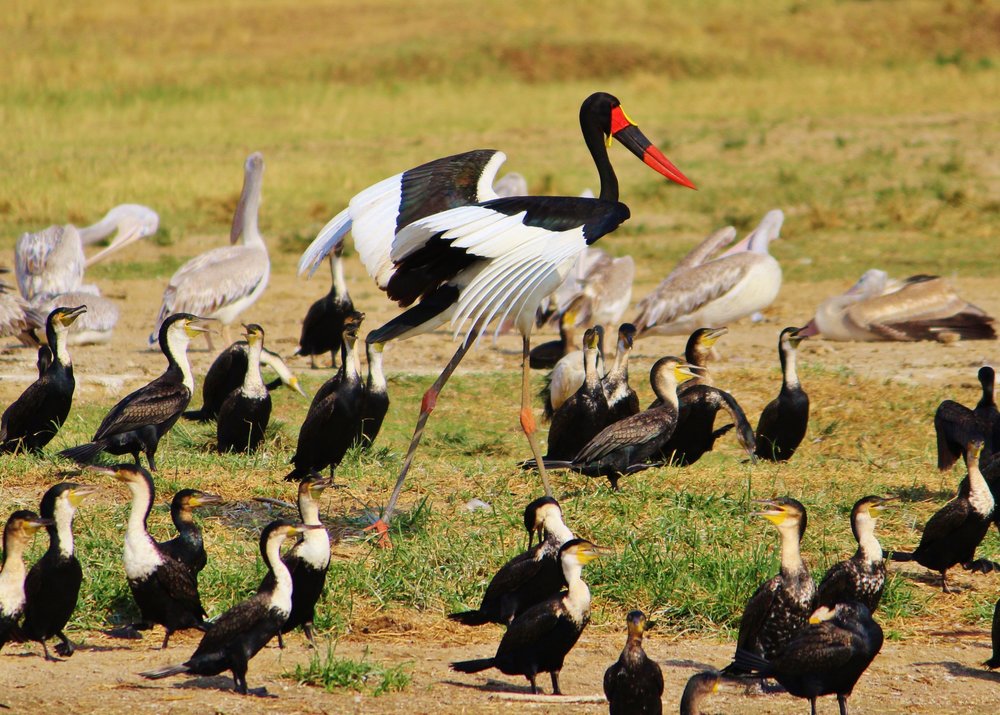 3 day birding in Akagera National Park