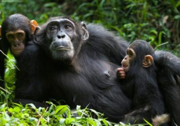 14 days Rwanda and Uganda gorillas, Chimps and wildlife.