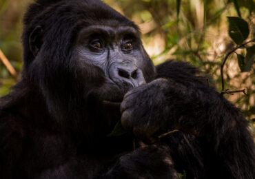 14 days Rwanda and Uganda gorillas, Chimps and wildlife.