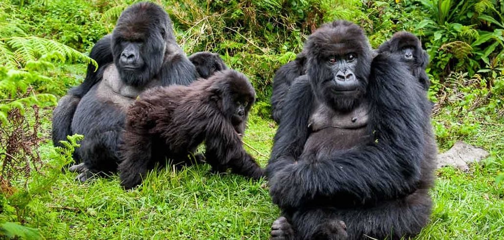 14 days Rwanda and Uganda gorillas, Chimps and wildlife.