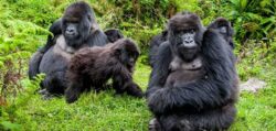 The 5 Days Congo Gorillas and Nyiragongo trek Safari