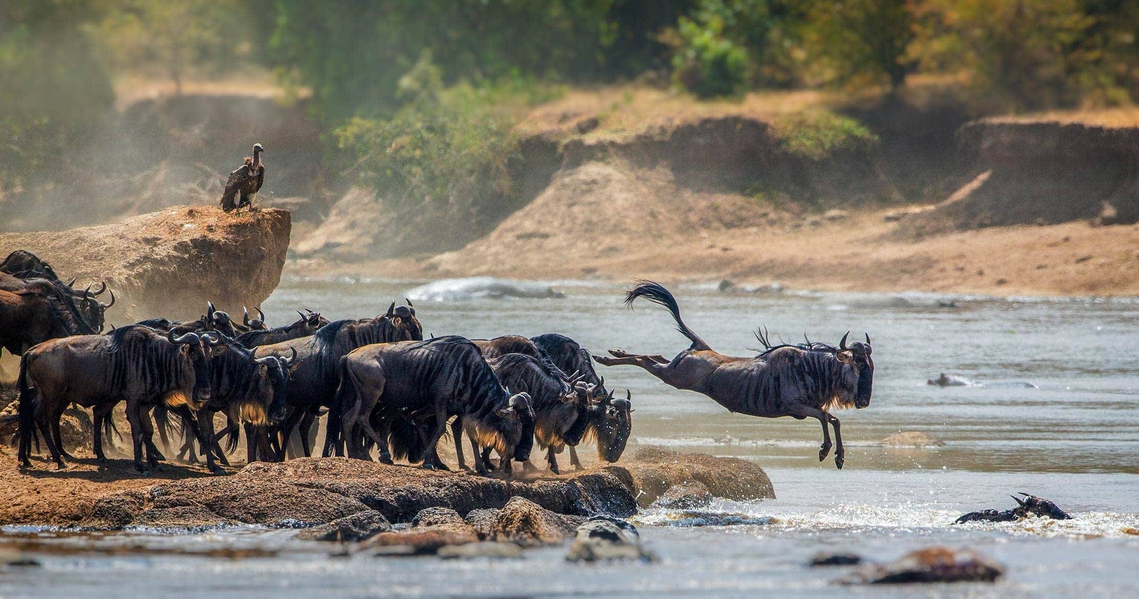 13-Days Uganda and Tanzania safari