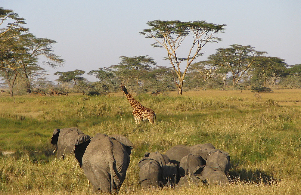 8 day Zanzibar Beach and Serengeti wildlife fly in safari