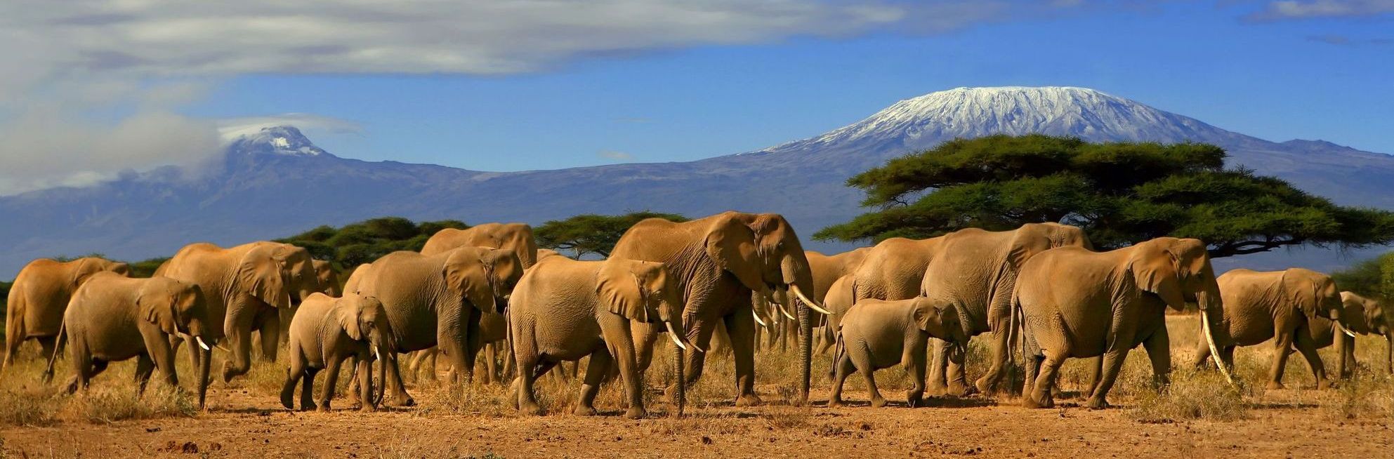 Amboseli national park