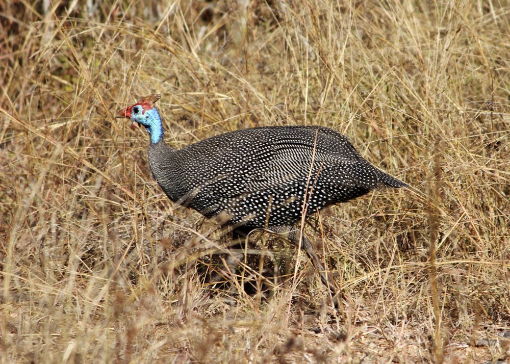 Akagera national park