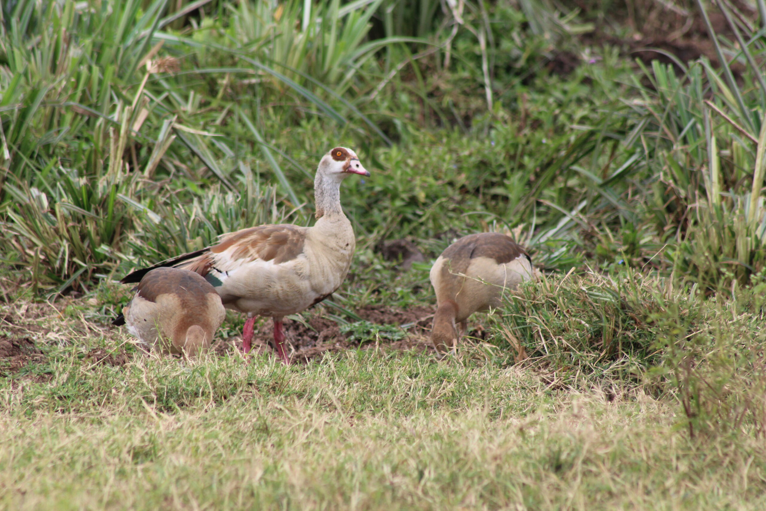 2 days fly in Safari to Masai Mara