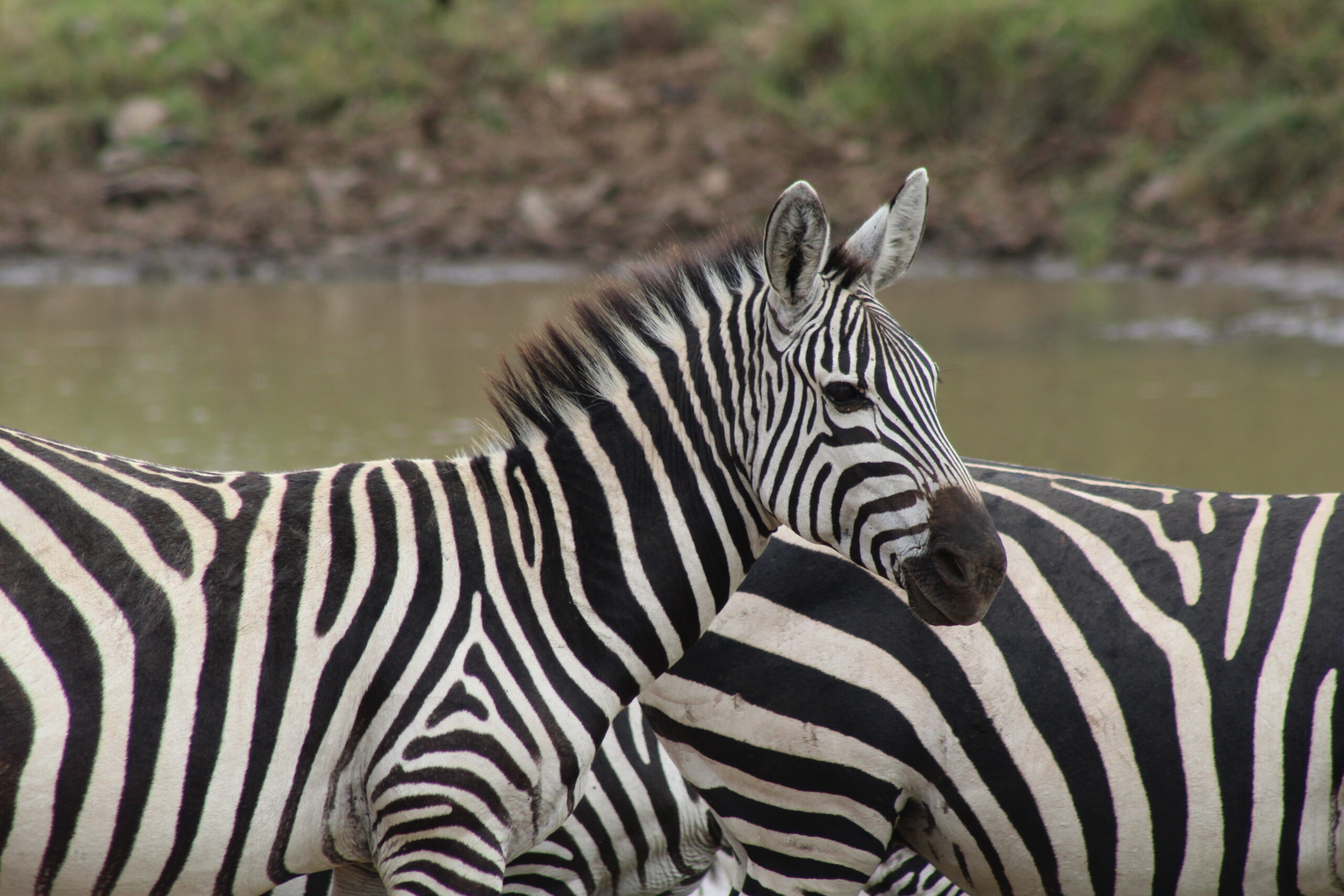 2 days fly in Safari to Masai Mara