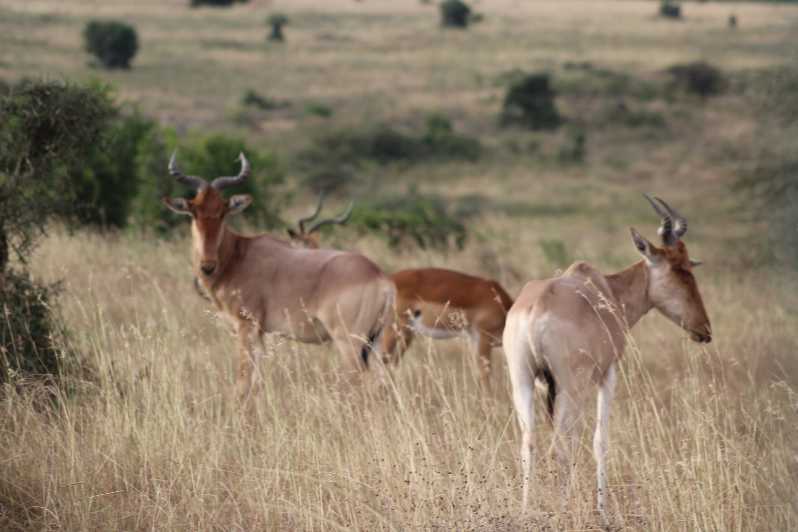 4-Day Kenya -Masai Mara Fly In wildlife safari