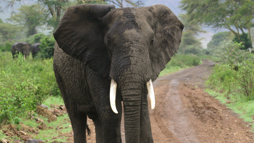   9-Day Rwanda Gorillas Adventure & Tanzania wildlife safari