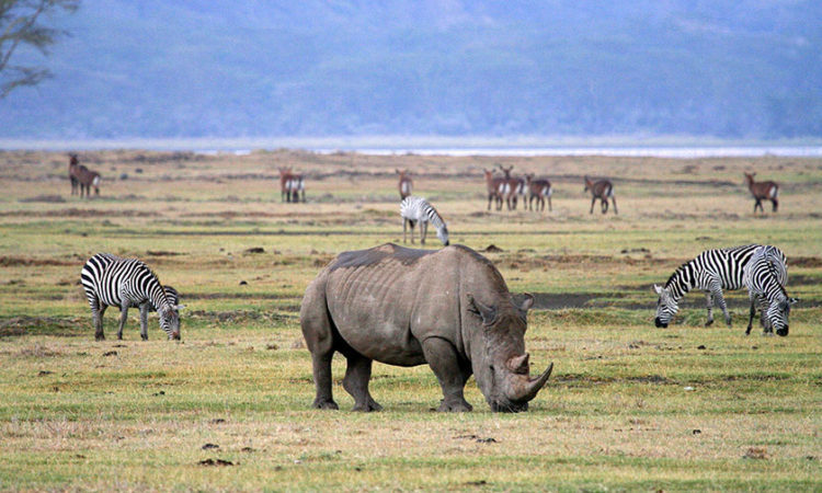 Ngorongoro crater