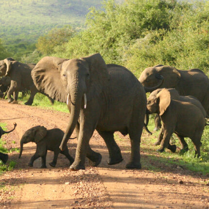 3-Day Tanzania Amazing Wildlife Safari