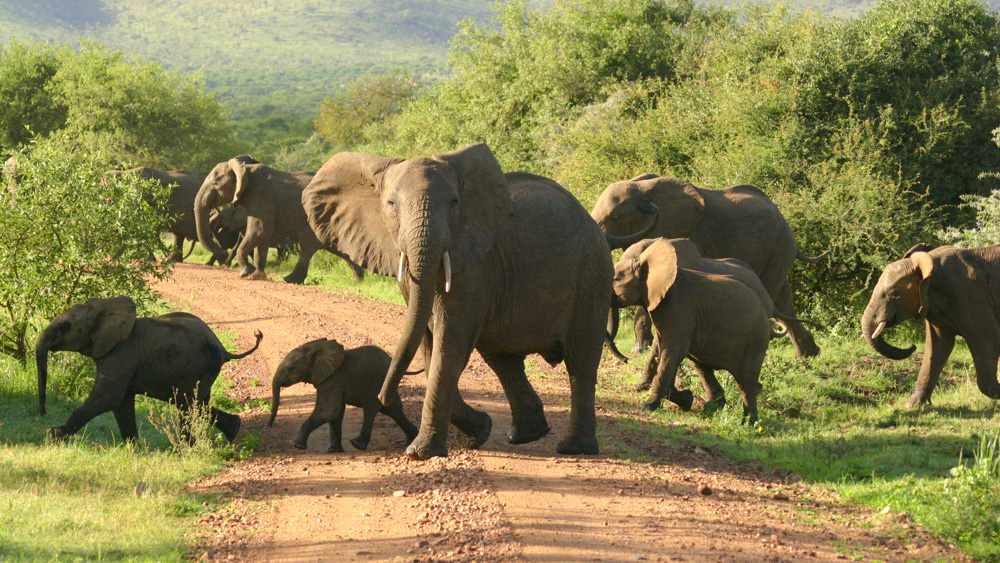 3-Day Tanzania Amazing Wildlife Safari