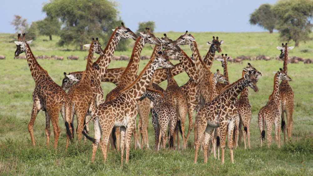 3-Day Tanzania Amazing Wildlife Safari