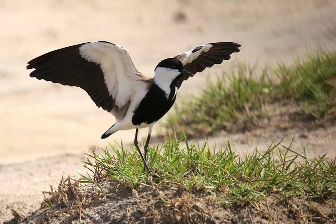 13 Day Bird Watching and Exploring the Pearl of Africa