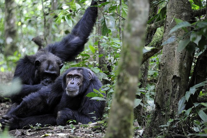 6-Days Uganda magical Primate Safari