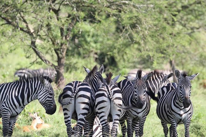 Lake Mburo National Park 